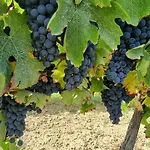 Chateau Neuf Le Desert Le Pizou