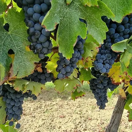 Chateau Neuf Le Desert Le Pizou